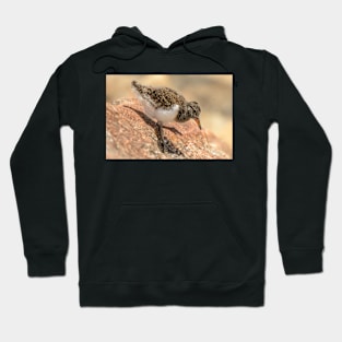 Oystercatcher Chick 02 Hoodie